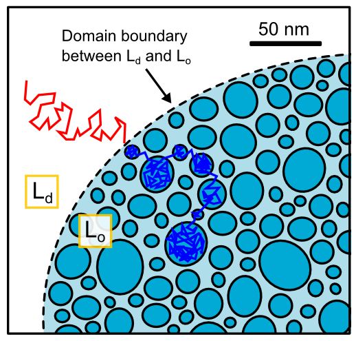 Nanoscopic substructures of raft-mimetic liquid-ordered membrane domains revealed by high-speed single-particle tracking