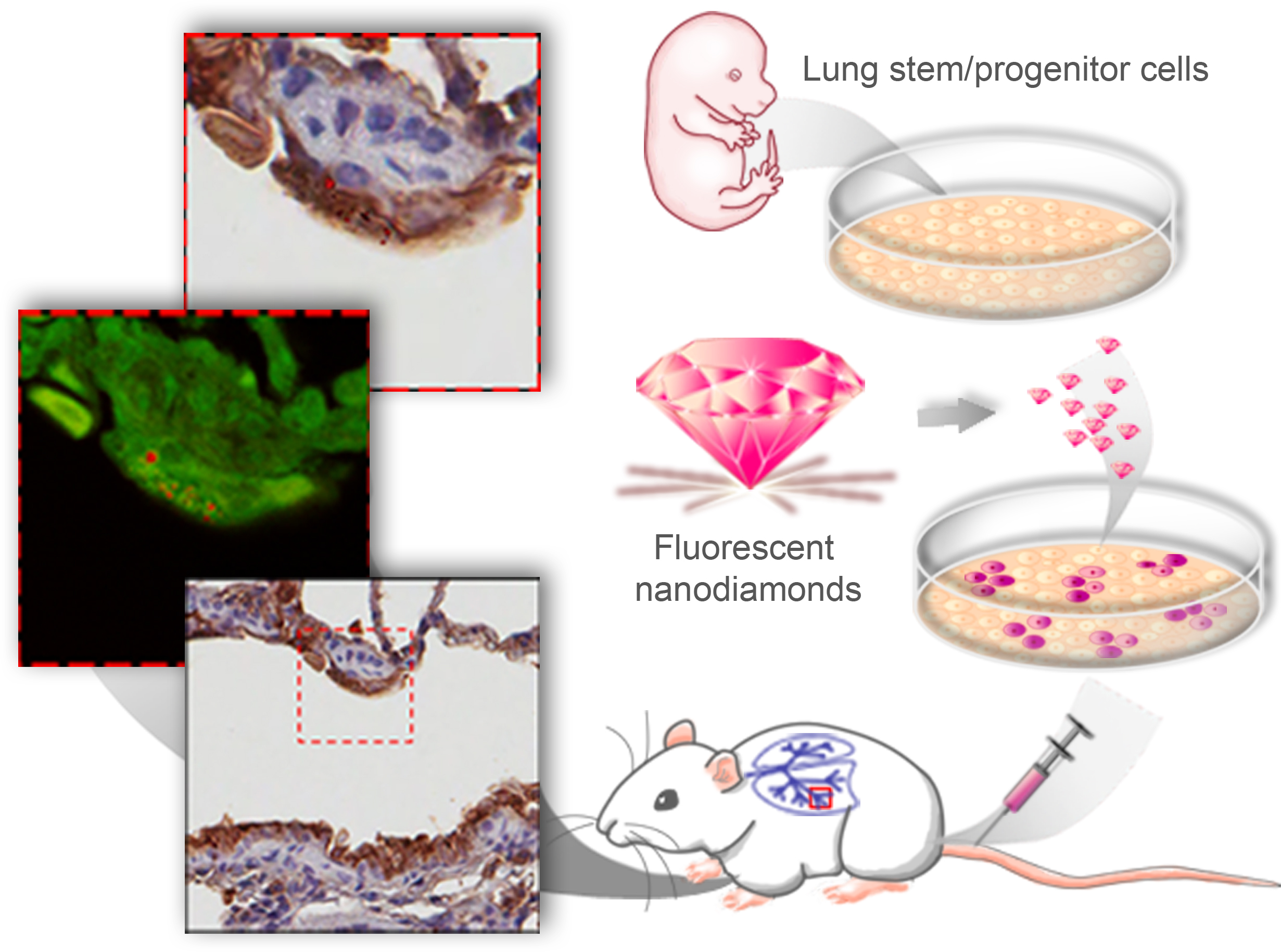 Tracking the Engraftment and Regenerative Capabilities of Transplanted Lung Stem Cells Using Fluorescent Nanodiamonds