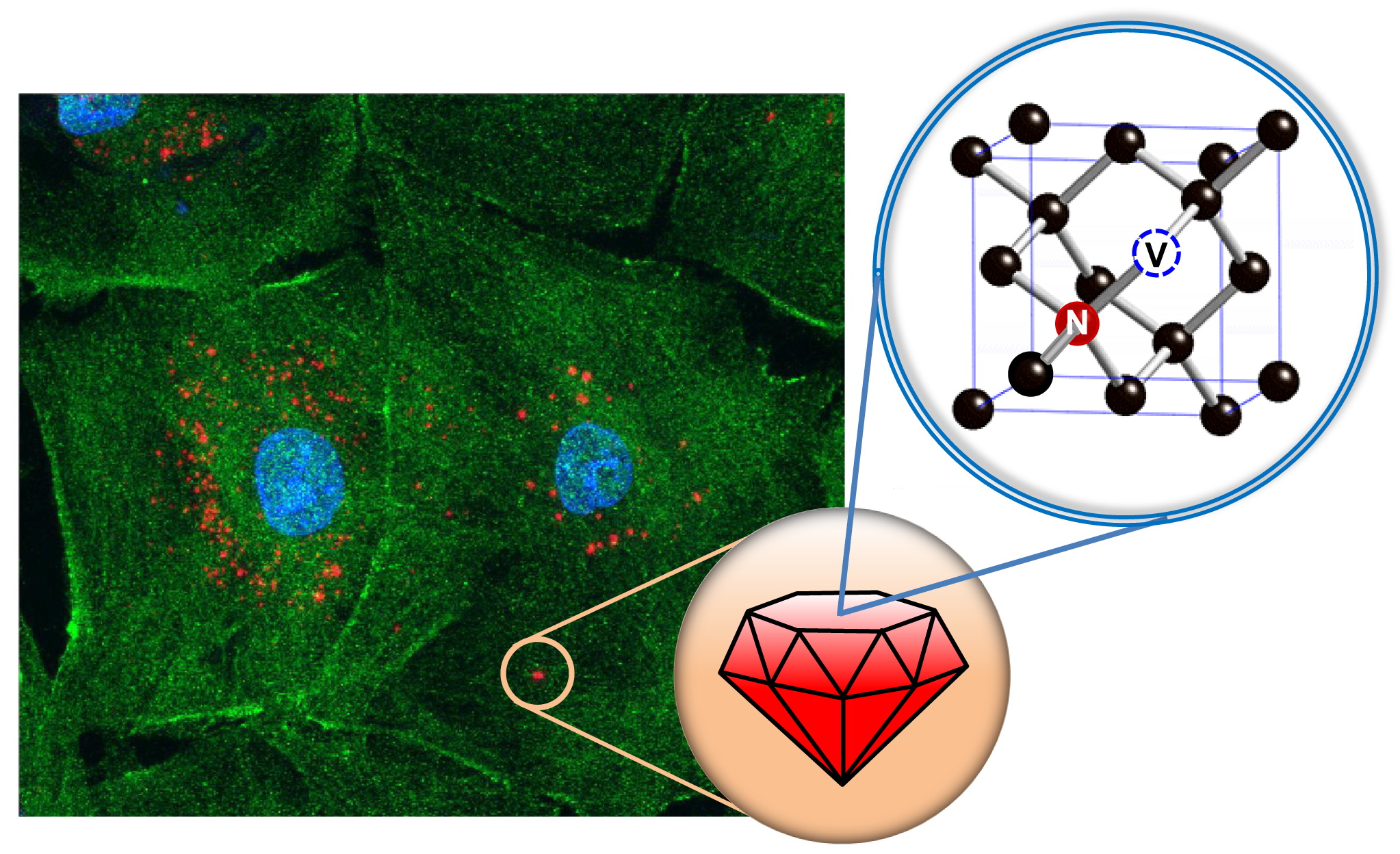 Fluorescent Nanodiamond: A Versatile Tool for Long-Term Cell Tracking, Super-Resolution Imaging, and Nanoscale Temperature Sensing