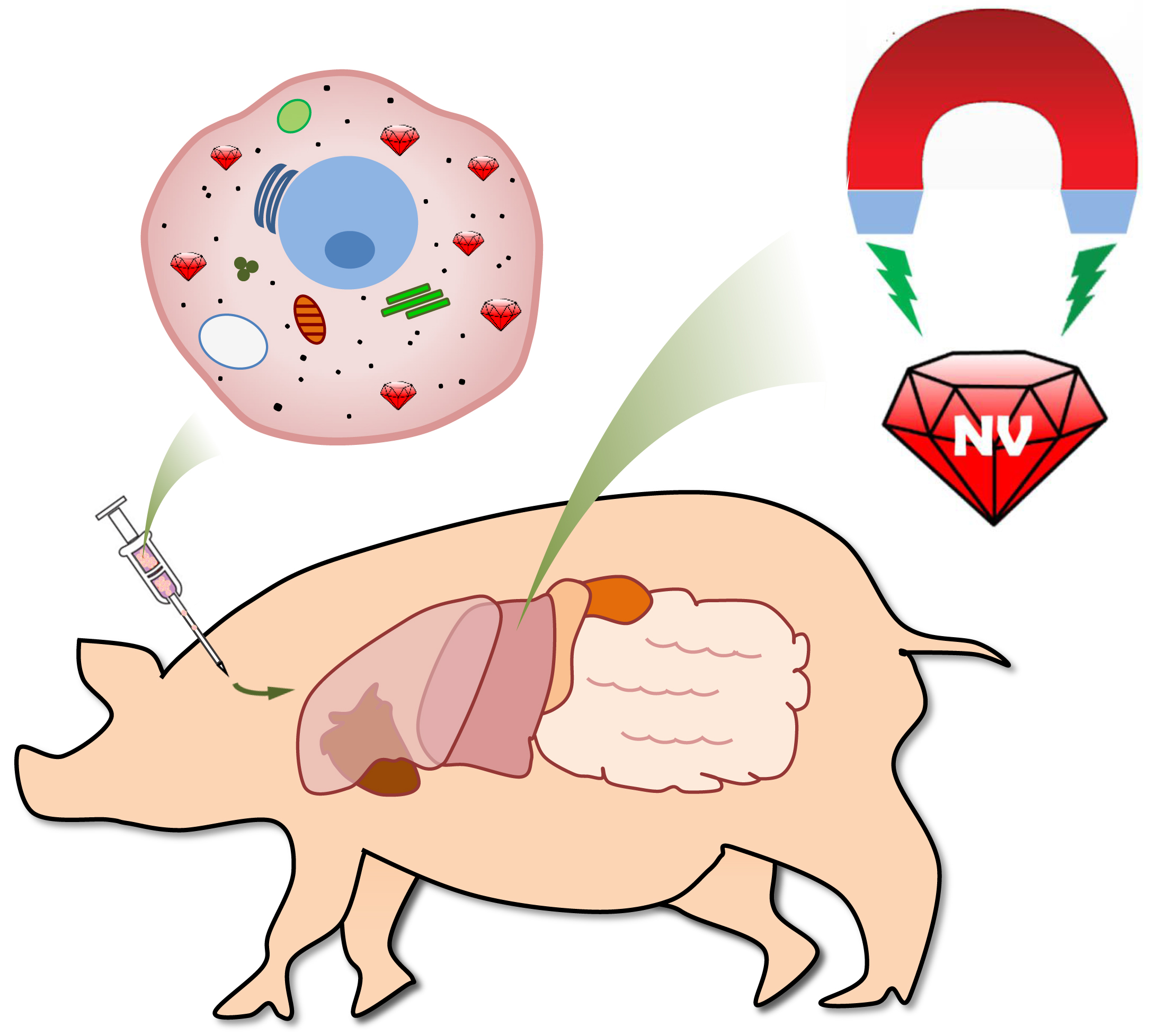 Fluorescent Nanodiamonds Enable Quantitative Tracking of Human Mesenchymal Stem Cells in Miniature Pigs 