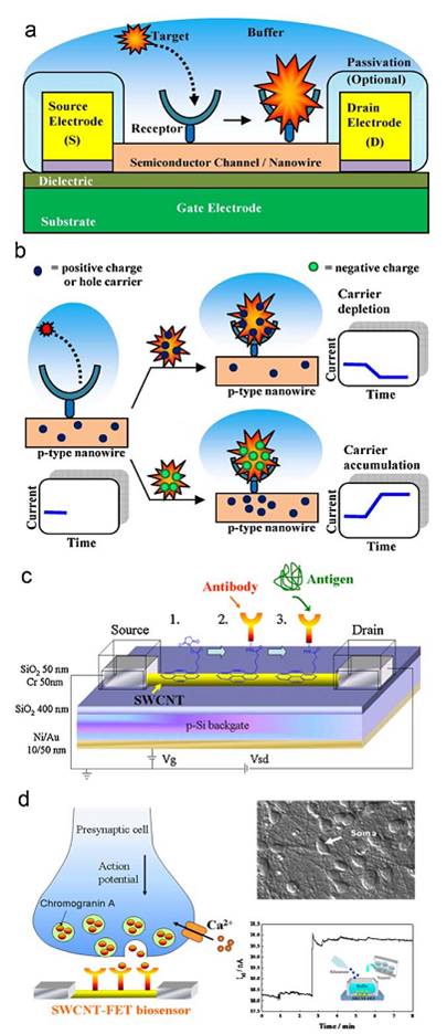 Silicon nanowire field-effect transistor-based biosensors for biomedical diagnosis and cellular recording investigation