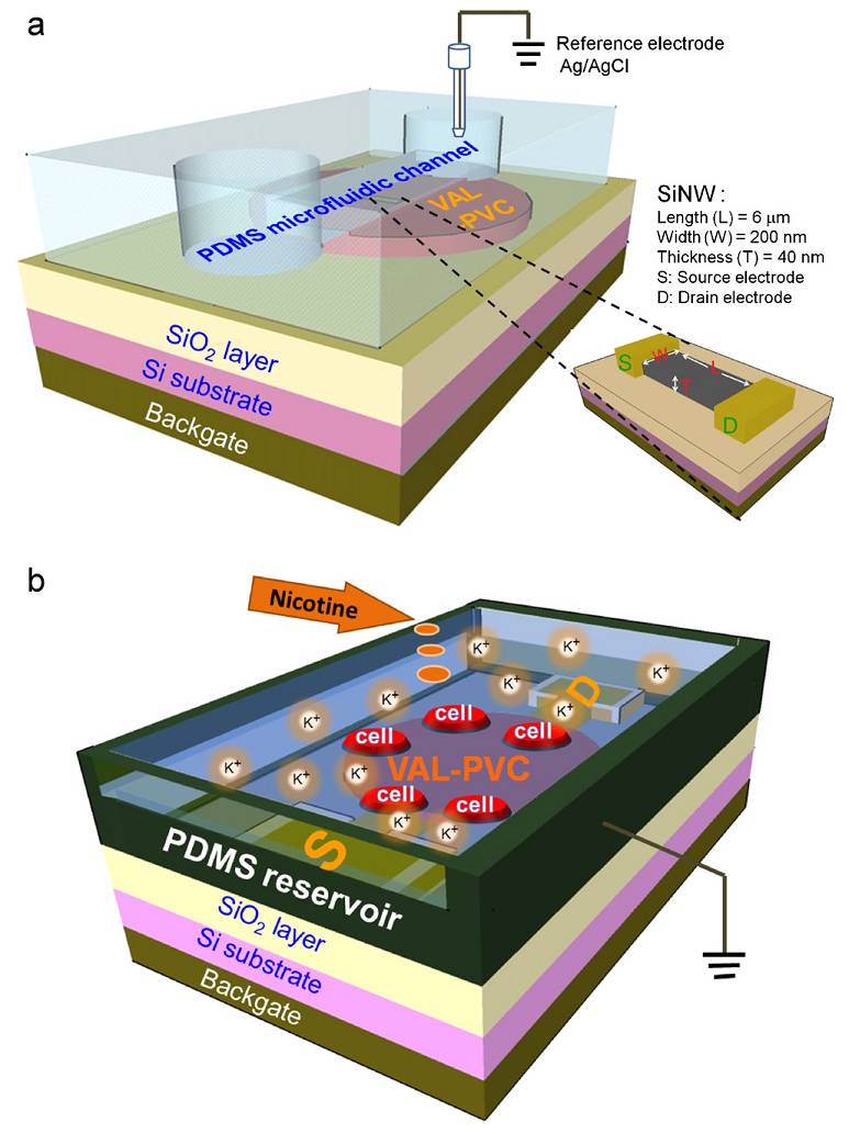 Monitoring  extracellular  K<sup>+ </sup>flux  with  a  valinomycin-coated  silicon  nanowire field-effect  transistor