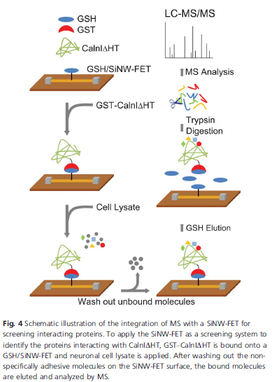 Improved silicon nanowire field-effect transistors for fast protein-protein interaction screening.