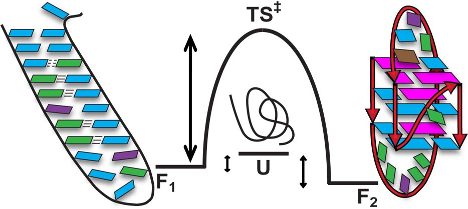 Conformational Transition of a Hairpin Structure to G-Quadruplex within the WNT1 Gene Promoter.