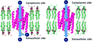 Lipids influence the proton pump activity of photosynthetic protein embedded in nanodiscs