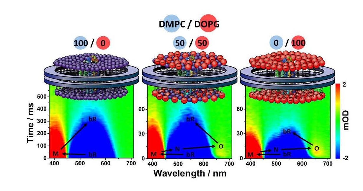 Tuning the Photocycle Kinetics of Bacteriorhodopsin in Lipid Nanodiscs.