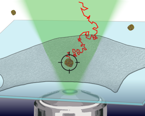 Coherent brightfield microscopy provides the spatiotemporal resolution to study early stage viral infection in live cells