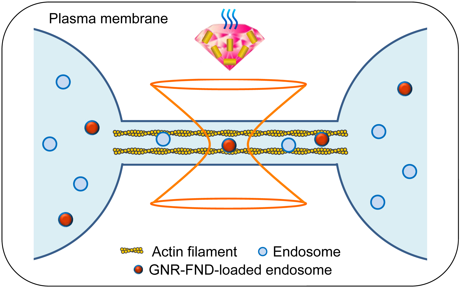 Measuring Nanoscale Thermostability of Cell Membranes with Single Gold-Diamond Nanohybrids 