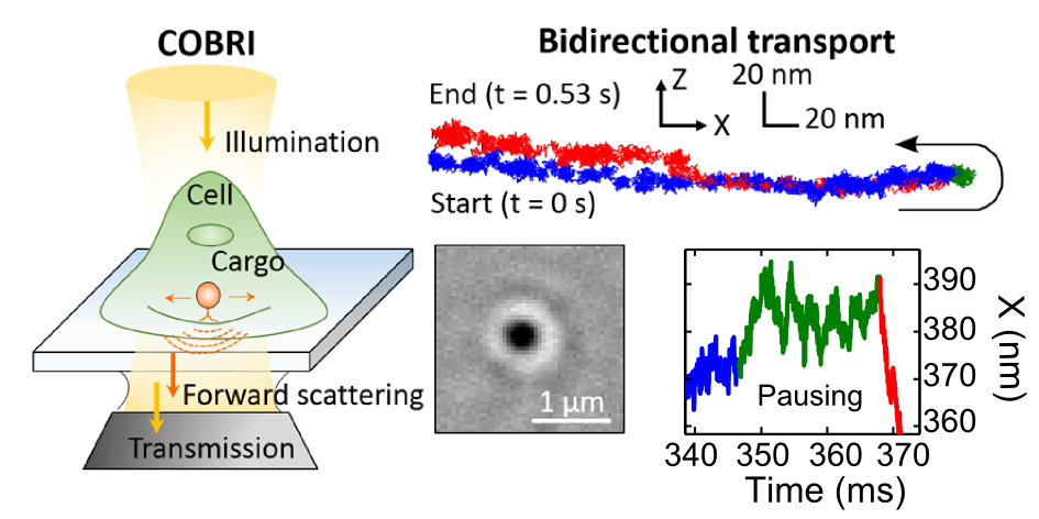 Label-free, ultrahigh-speed, 3D observation of bidirectional and correlated intracellular cargo transport by coherent brightfield microscopy