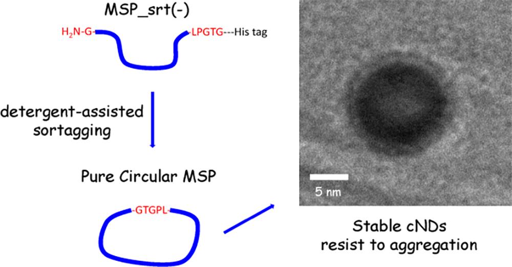 Optimization of the production of covalently circularized nanodiscs and their characterization in physiological conditions