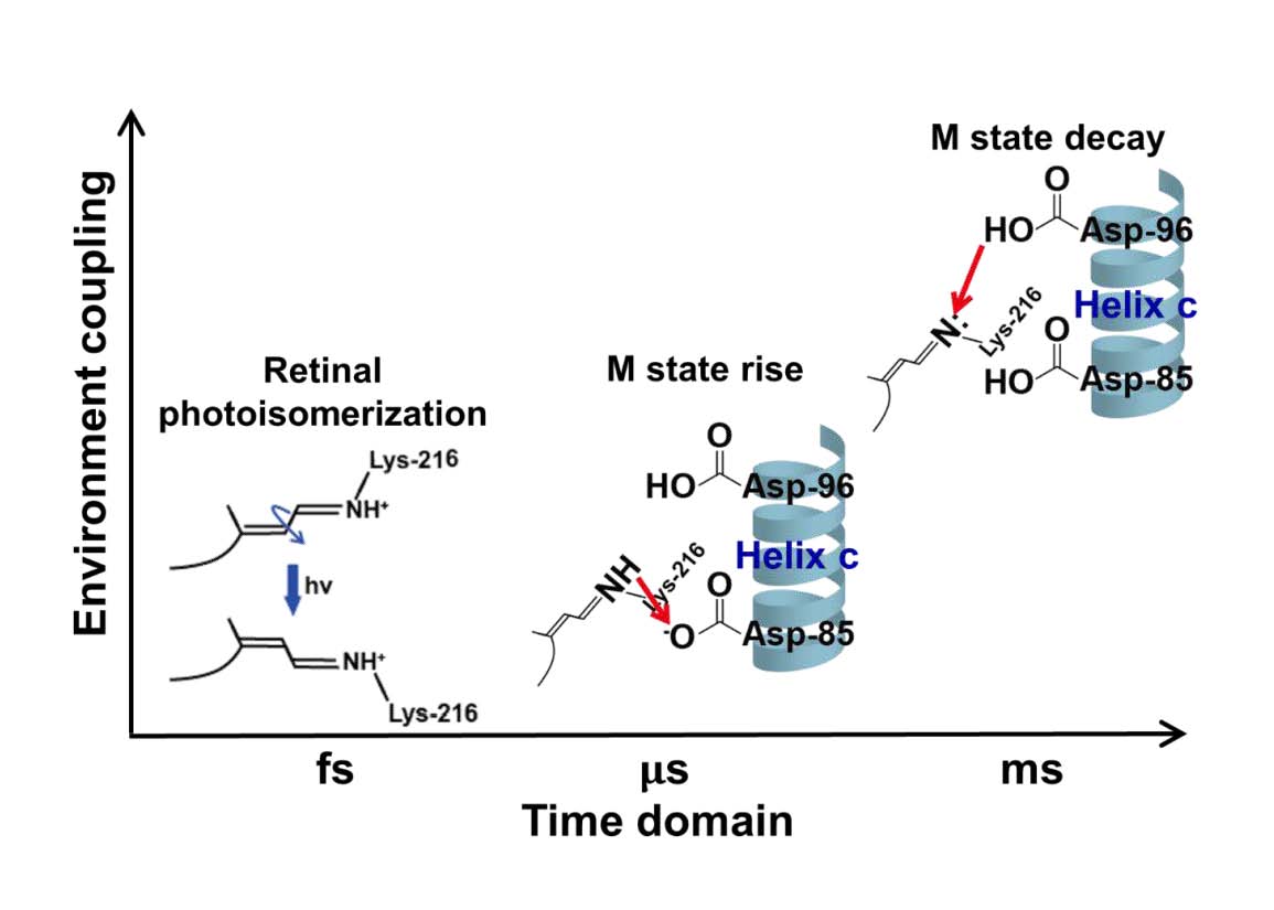 Photochemistry of Bacteriorhodopsin with Various Oligomeric Statuses in Controlled Membrane Mimicking Environments: A Spectroscopic Study from Femtoseconds to Milliseconds
