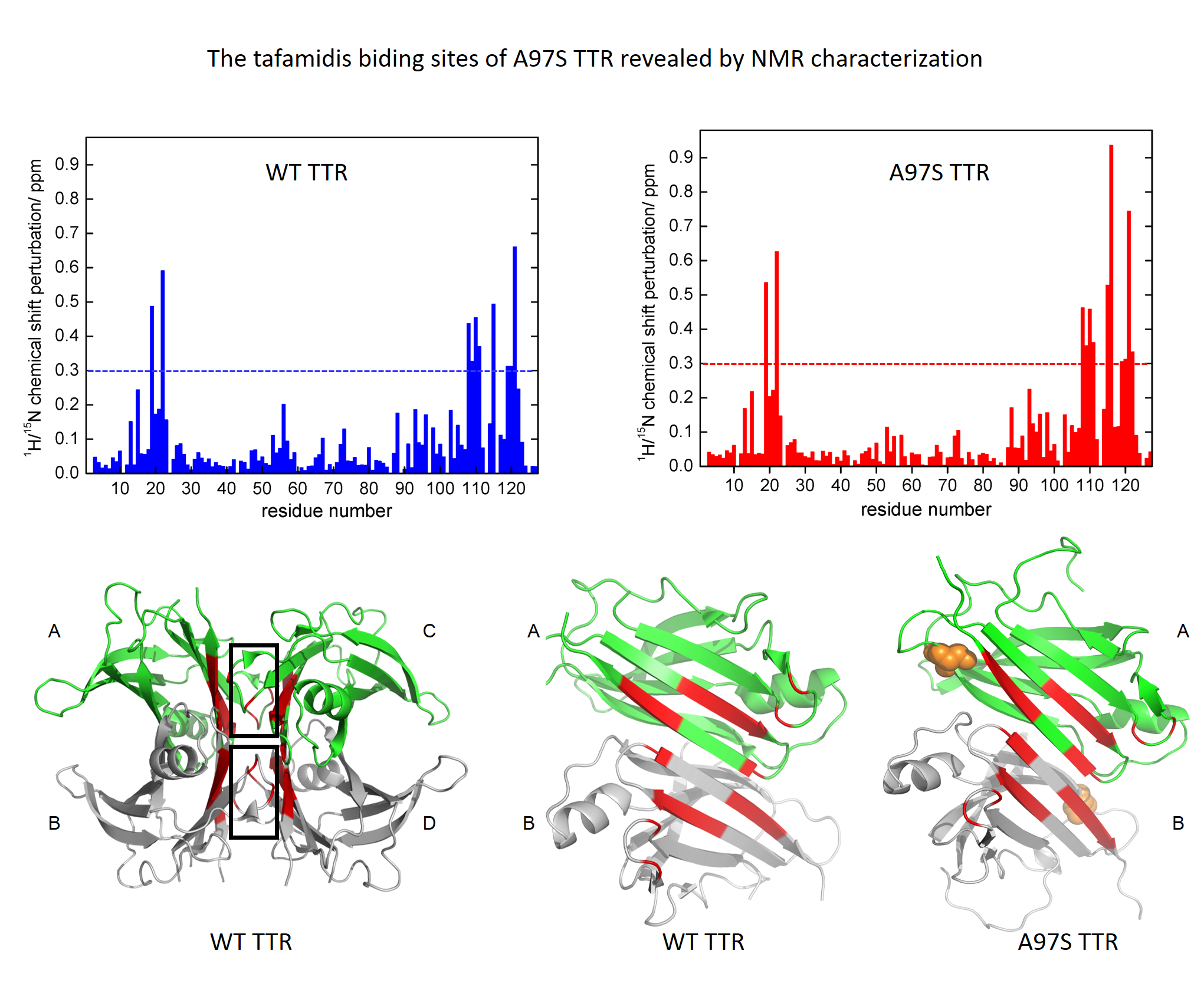 Biophysical characterization and modulation of Transthyretin Ala97Ser