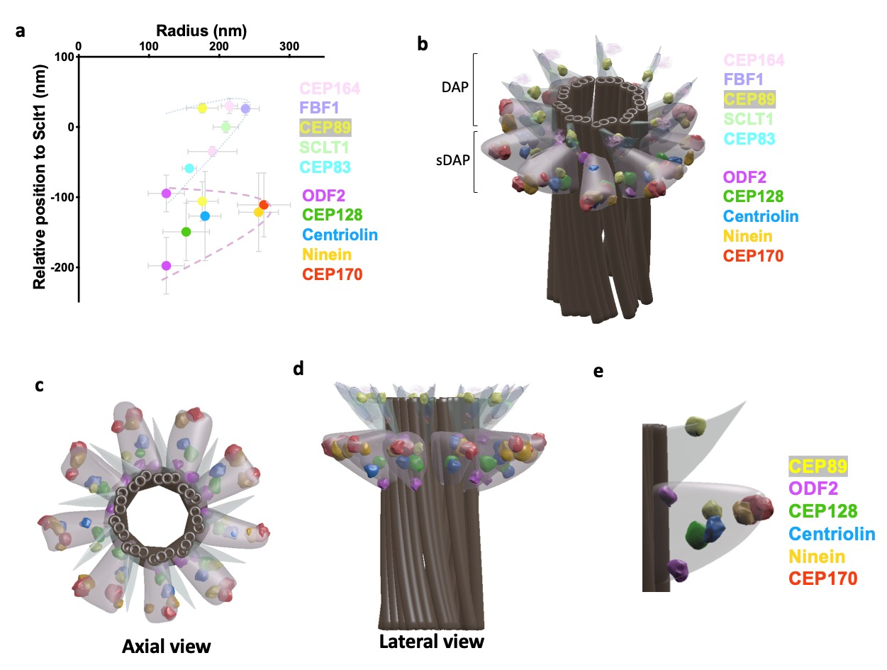 Super-resolution microscopy reveals coupling between mammalian centriole subdistal appendages and distal appendages