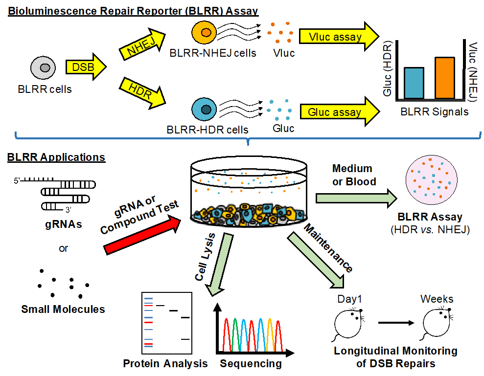 A multiplexed bioluminescent reporter for sensitive and non-invasive tracking of DNA double strand break repair dynamics in vitro and in vivo