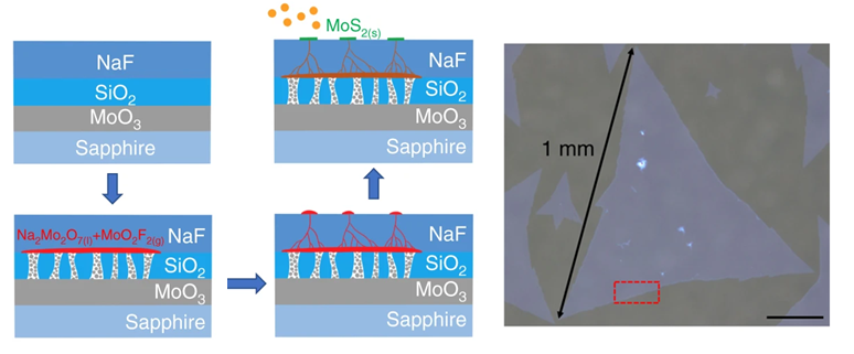 Self-capping vapor-liquid-solid (VLS) growth of MoS2