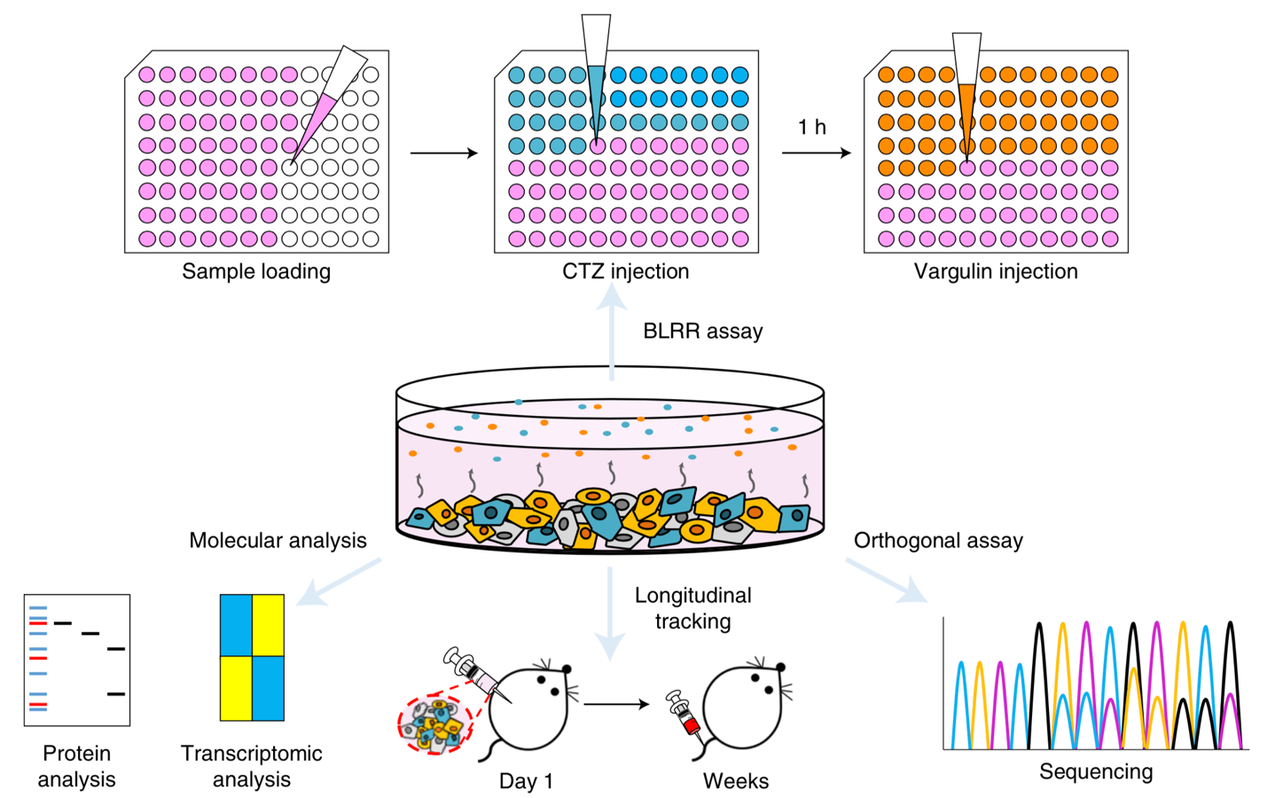 Multiplexed bioluminescence-mediated tracking of DNA double strand break repairs in vitro and in vivo