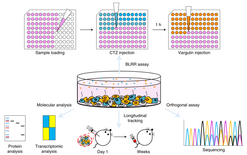本研究題目Multiplexed bioluminescence-mediated tracking of DNA double strand break repairs in vitro and in vivo的代表性圖片 本研究題目Multiplexed bioluminescence-mediated tracking of DNA double strand break repairs in vitro and in vivo的代表性圖片
