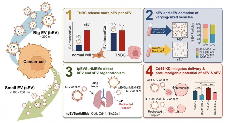 本研究題目Membrane Protein Modification Modulates Big and Small Extracellular Vesicle Biodistribution and Tumorigenic Potential in Breast Cancers in vivo的代表性圖片