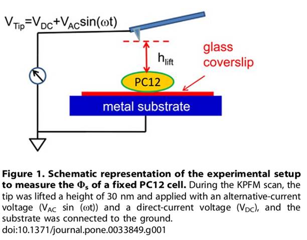 Changes in Plasma Membrane Surface Potential of PC12 Cells as Measured by Kelvin Probe Force Microscopy