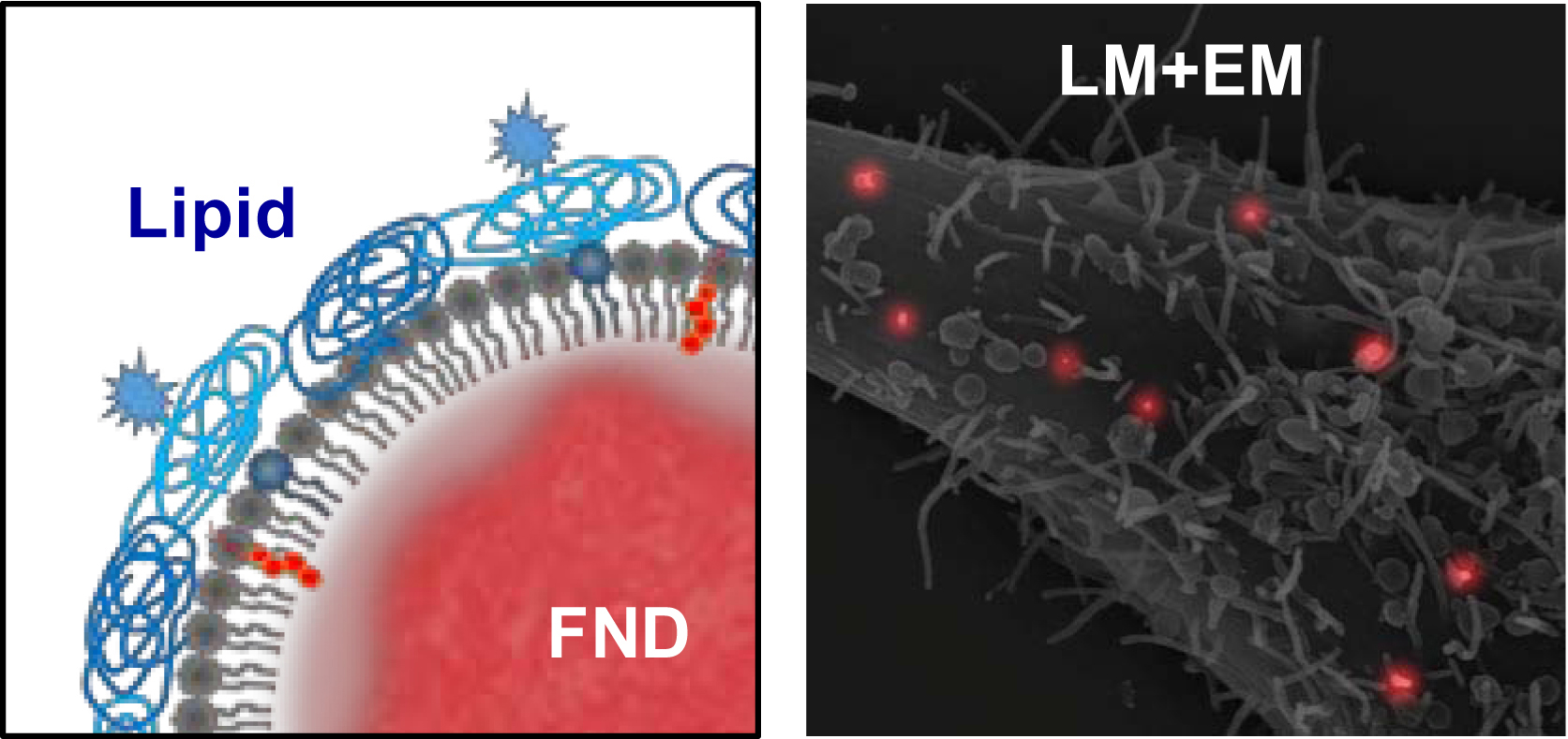 Correlative Light-Electron Microscopy of Lipid-Encapsulated Fluorescent Nanodiamonds for Nanometric Localization of Cell Surface Antigens