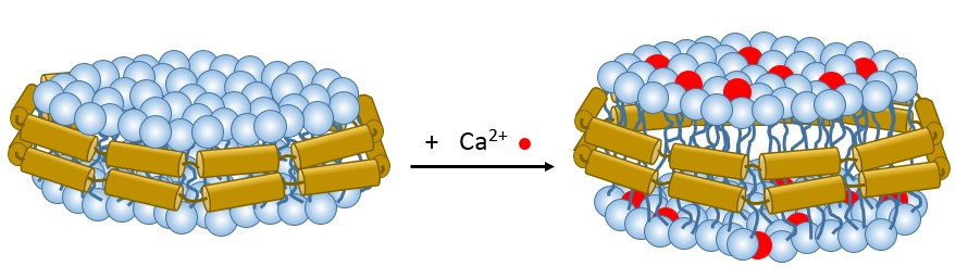 Membrane Charging and Swelling upon Calcium Adsorption as Revealed by Phospholipid Nanodiscs
