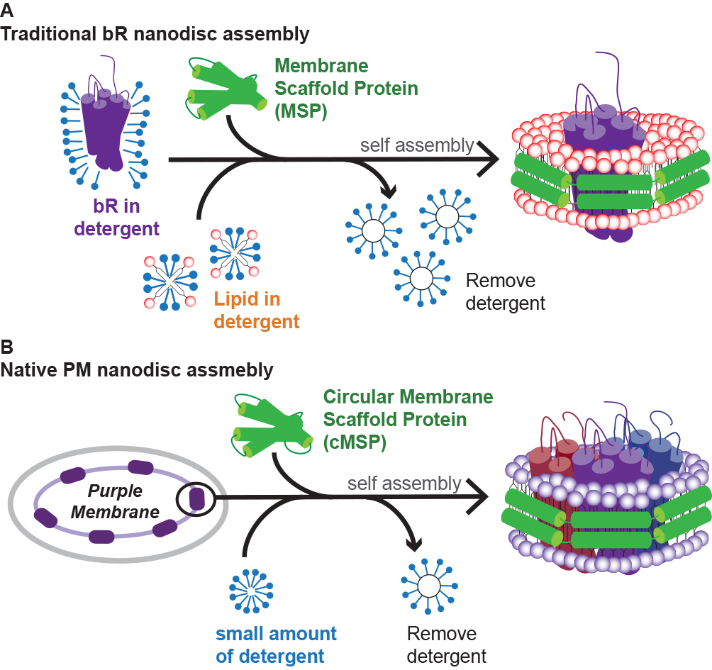 Highly Efficient Transfer of 7TM Membrane Protein from Native Membrane to Covalently Circularized Nanodisc