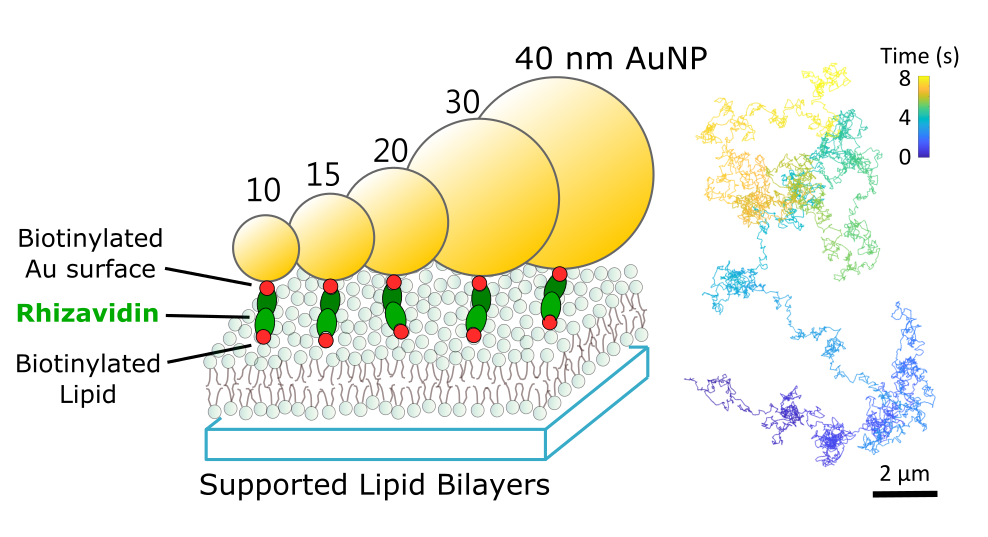 Monovalent and Oriented Labeling of Gold Nanoprobes for the High-Resolution Tracking of a Single-Membrane Molecule