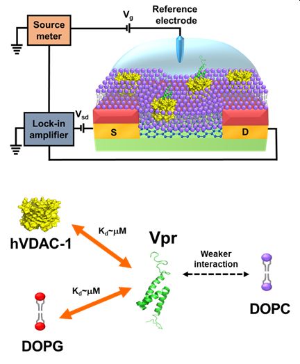 The study of HIV-1 Vpr-membrane and Vpr-hVDAC-1 interactions by Graphene Field-Effect Transistor Biosensors