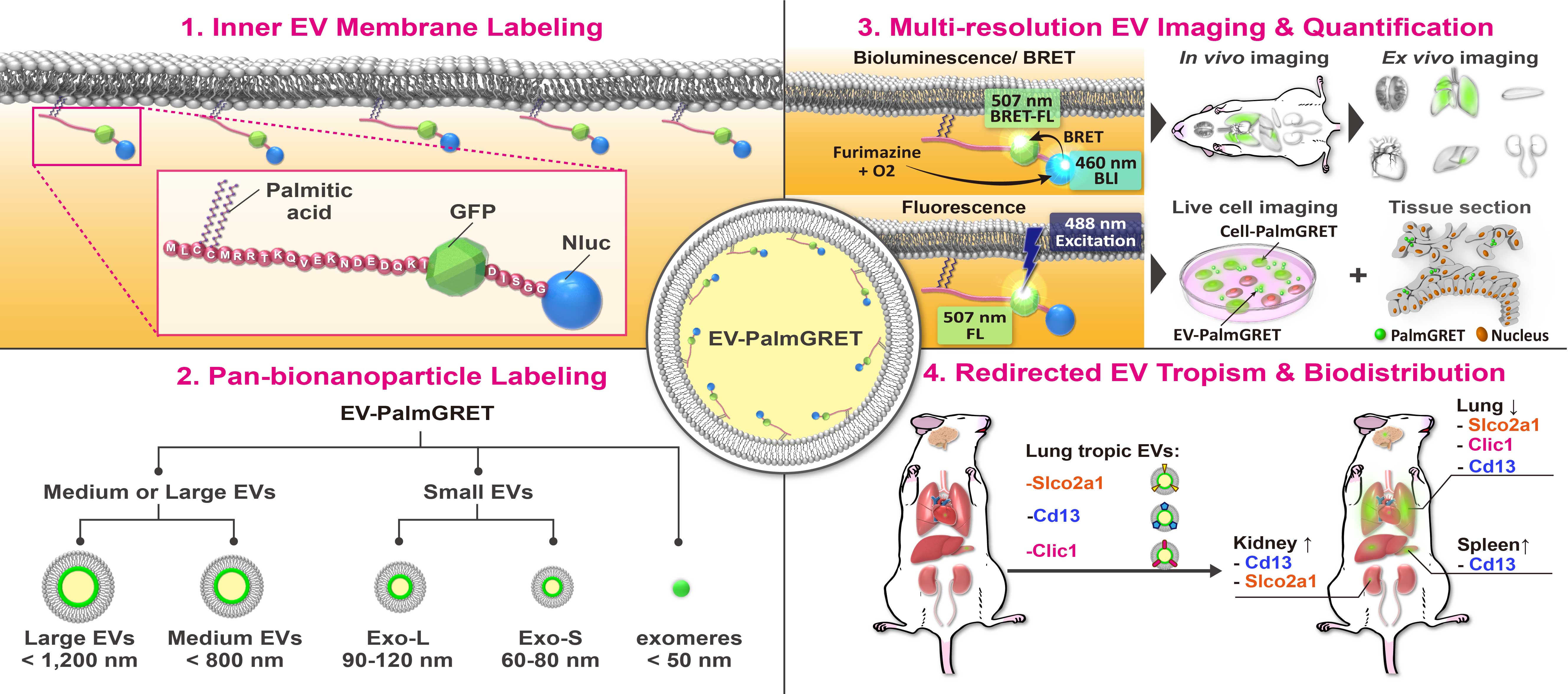 Multiresolution Imaging Using Bioluminescence Resonance Energy Transfer Identifies Distinct Biodistribution Profiles of Extracellular Vesicles and Exomeres with Redirected Tropism