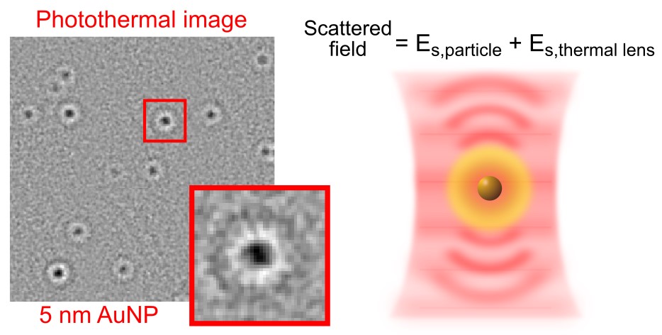 Quantitative imaging of single light-absorbing nanoparticles by widefield interferometric photothermal microscopy